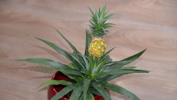 Ananas vermehren: Neue Pflanze aus einem Schopf ziehen | mdr.de