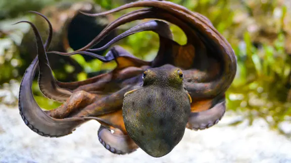 Der Oktopode Oktopus und Mensch: Das hat unser Gehirn gemeinsam | mdr.de