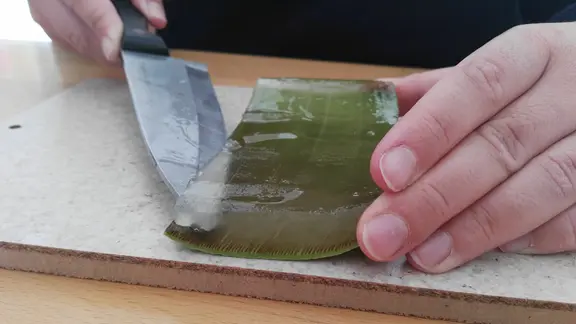 So wird ein Aloe vera-Blatt aufgeschnitten | mdr.de