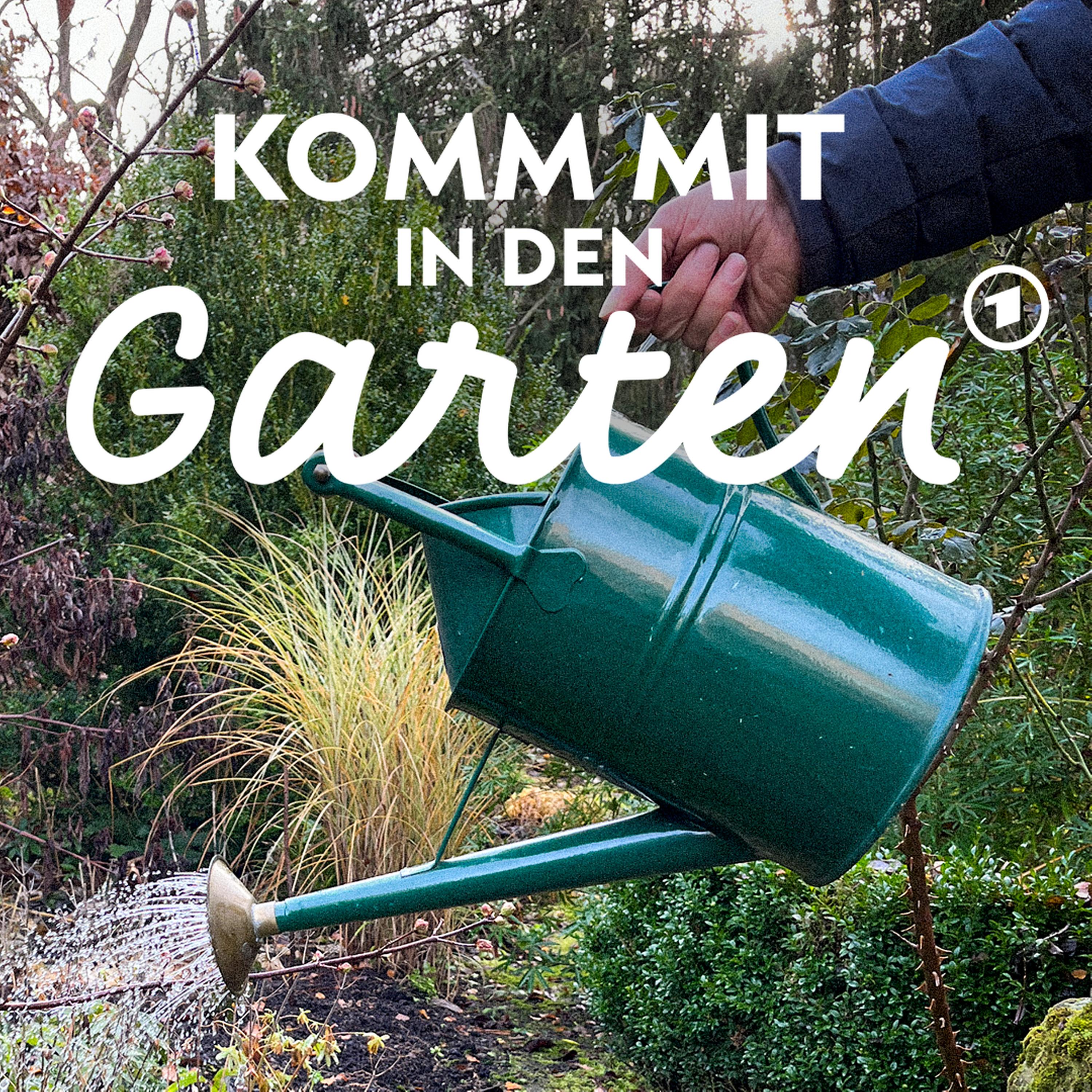 Gießen im Winter episode artwork