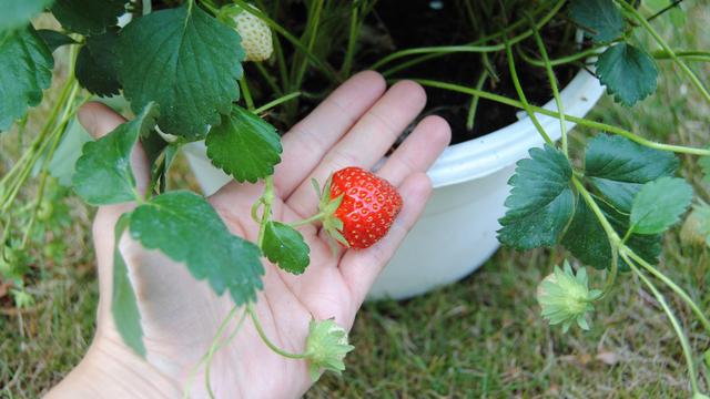 dünger für nadelhölzer Eco 1 kg Dünger für Nadelbäume
