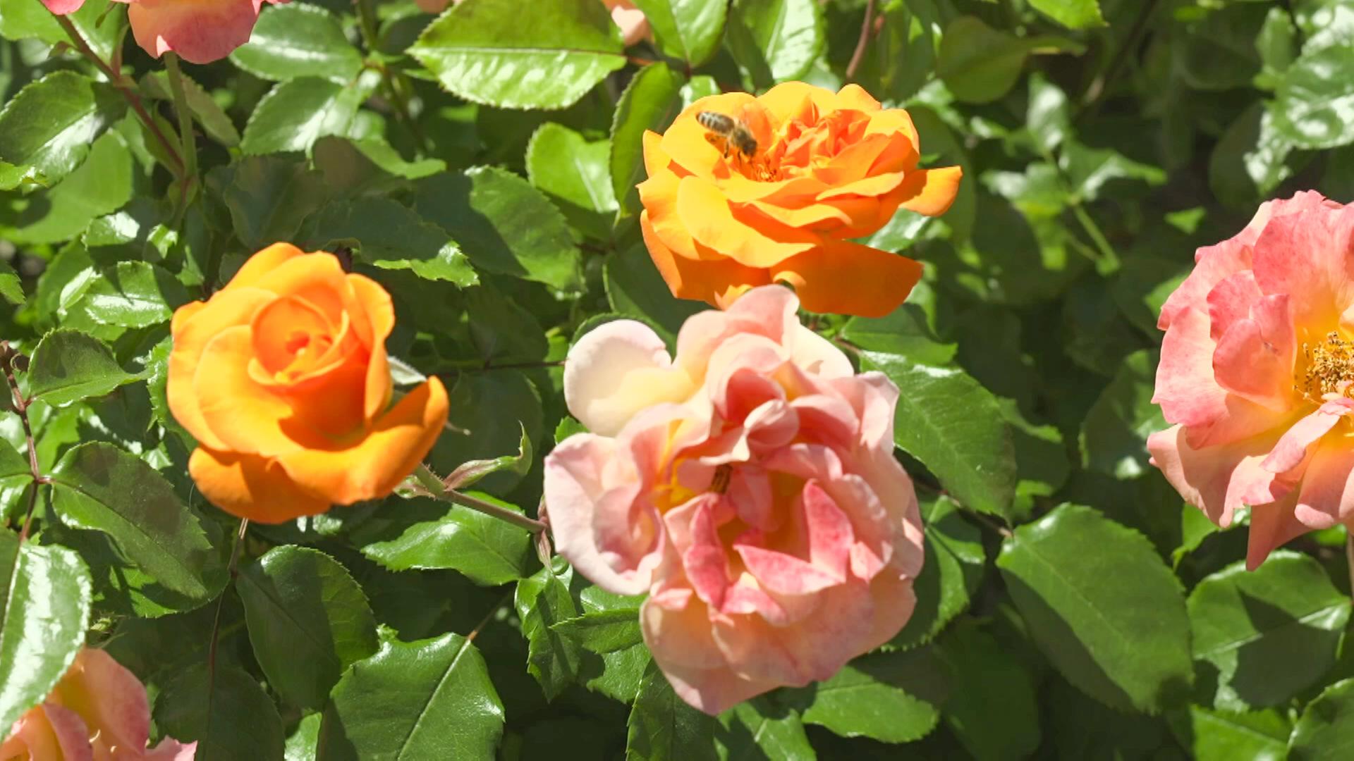 palmen im garten düngen Palmen Dünger flüssig 1 Liter Konzentrat main image 1