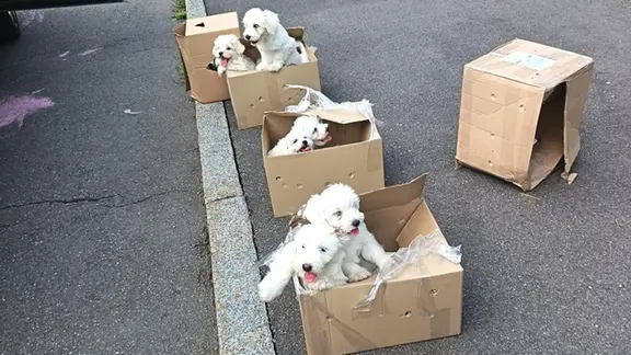 Von der Polizei in Reitzenhain beschlagnahmte Hundewelpen in Kisten.