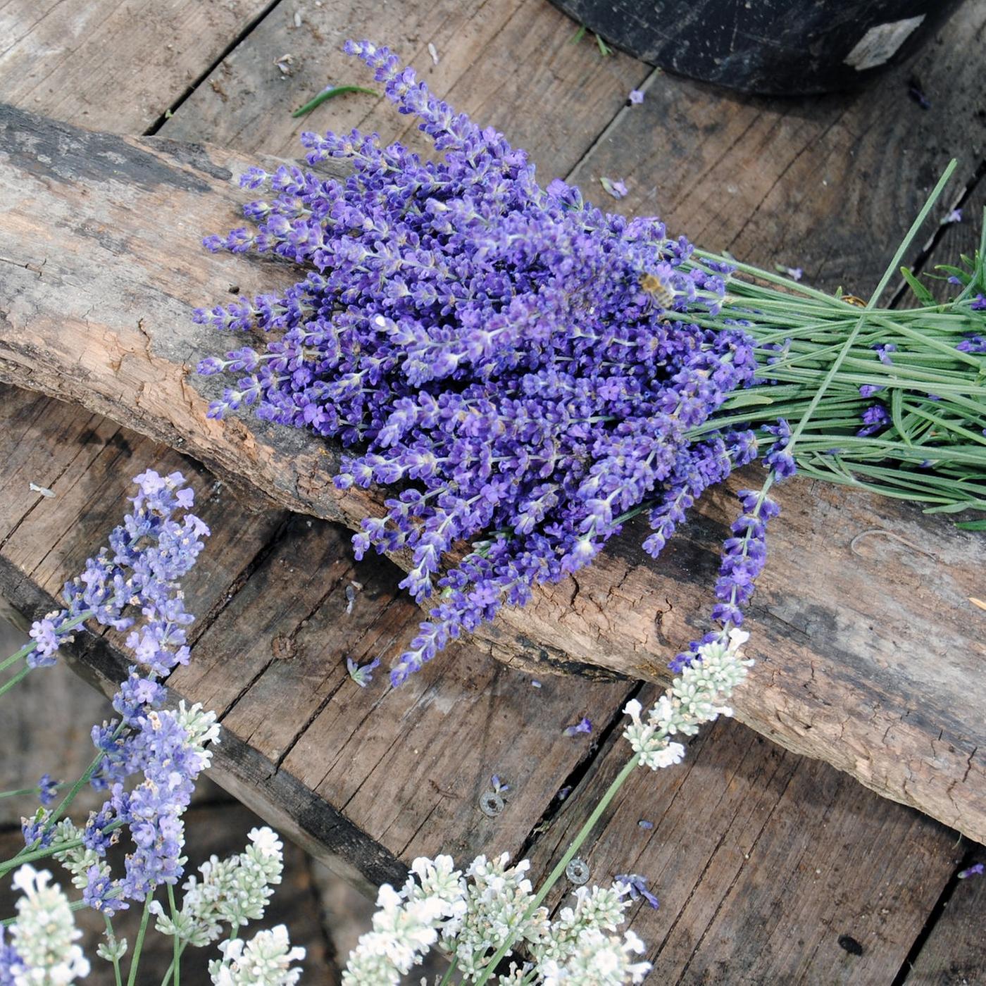 Lavendel: Sorten, Pflege und Schnitt