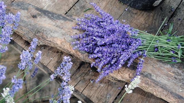 Lavendel: Sorten, Pflege und Schnitt
