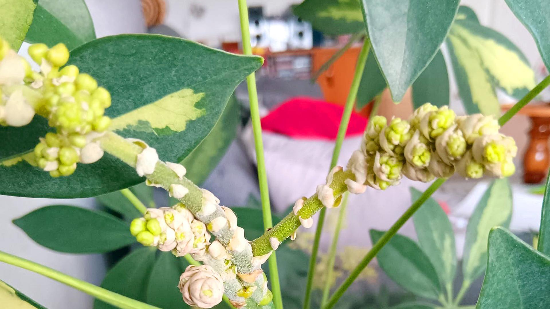 Seltene Blte: Schefflera pflegen und vermehren | mdr.de