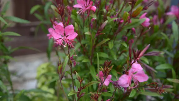 heckenrose düngen Hundsrose - Rosa canina main image 1