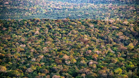 Luftaufnahme eines dichten, weitläufigen Regenwaldes mit dichtem Blätterdach in verschiedenen Grün-, Braun- und Gelbtönen.