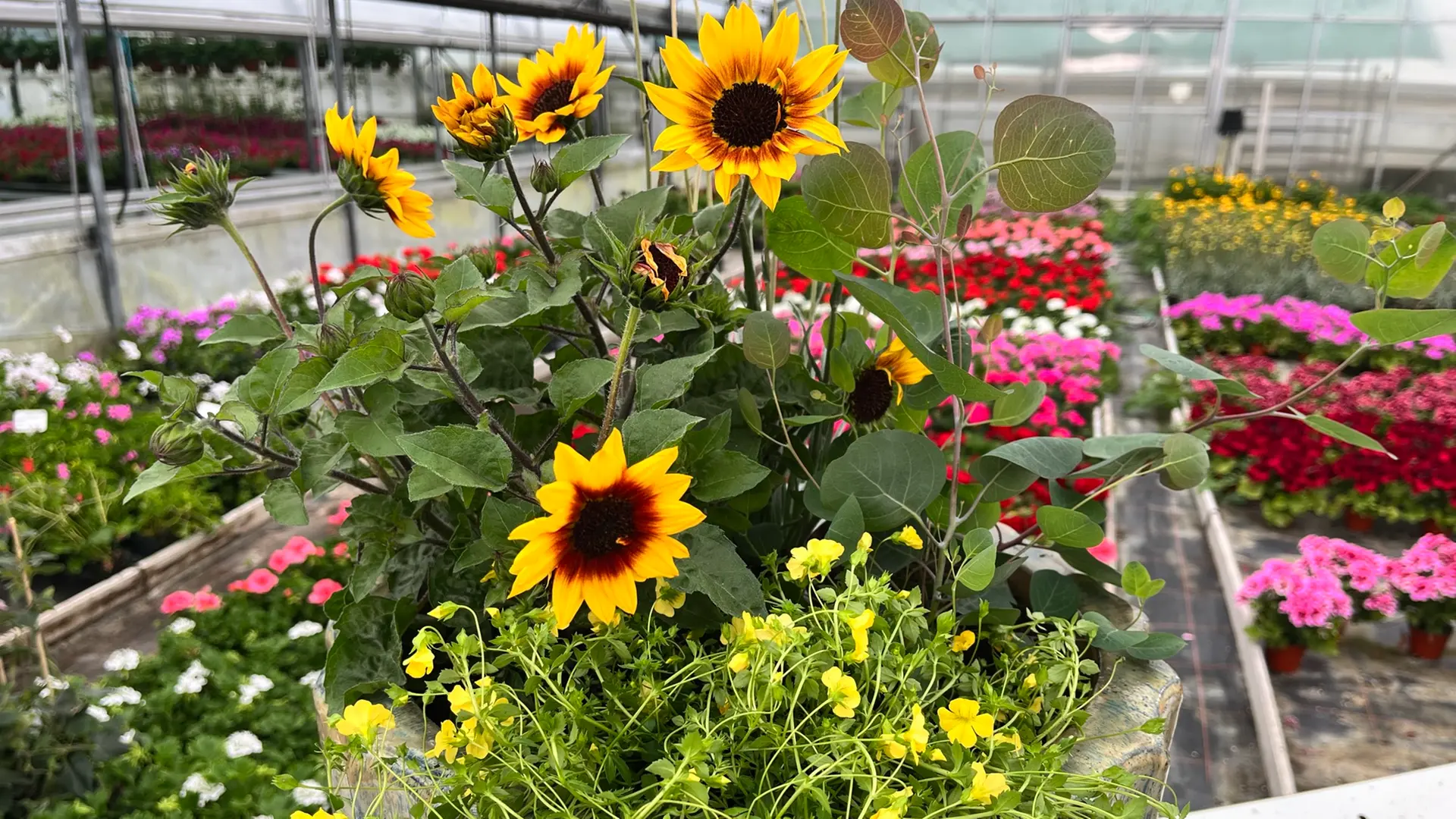 Blumenkasten mit Sonnenblumen und Eukalyptus fr sonnige Balkons | mdr.de
