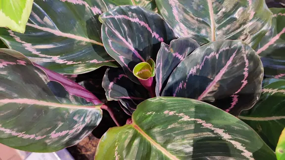 Korbmarante (Calathea) pflegen, gieen, dngen | mdr.de