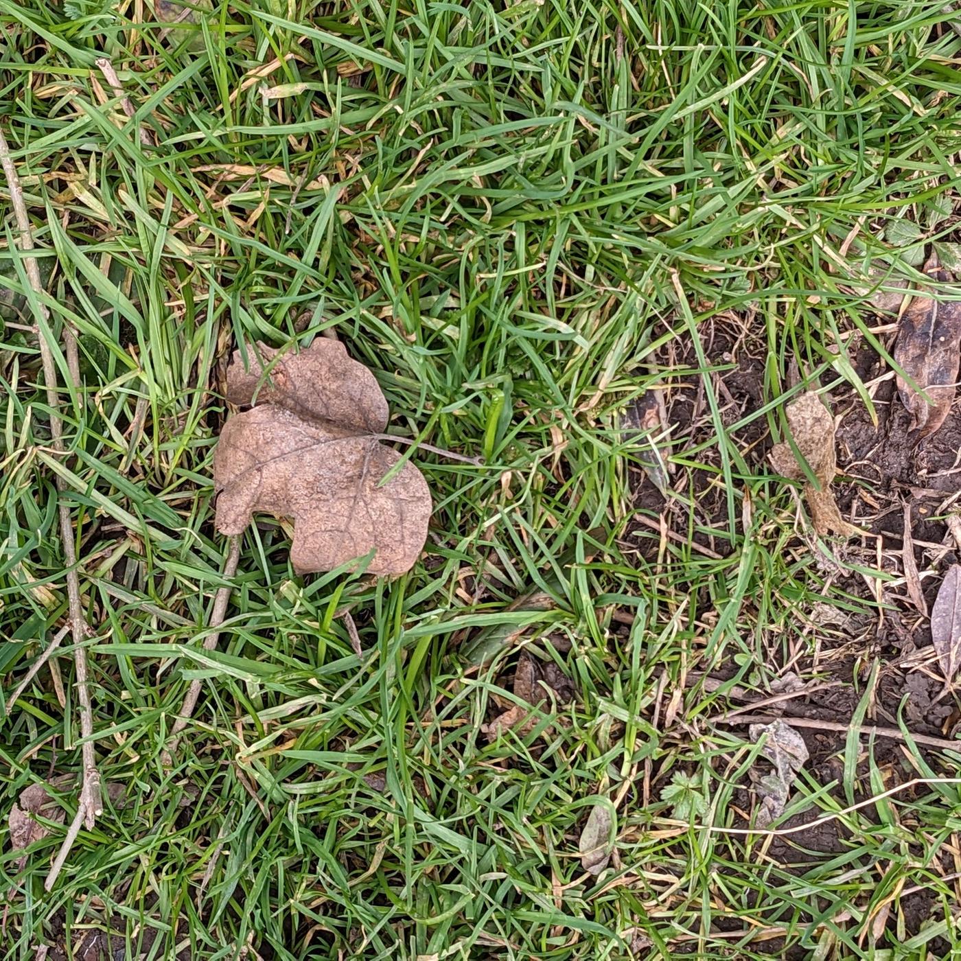 Hilfe fr den Rasen im Frhling: Dngen, rechen, sen | mdr.de