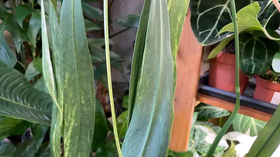 agave manfreda Manfreda virginica main image 0