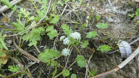 Einzigartig und akut bedroht: Kriechender Sellerie im Grnen Band der  Altmark | mdr.de
