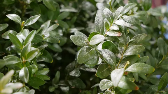 ficus shivereana variegata Ficus Shivereana main image 0