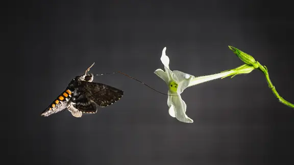 Ein Tabakschwärmer (Manduca sexta) an der Blüte einer Tabakpflanze
