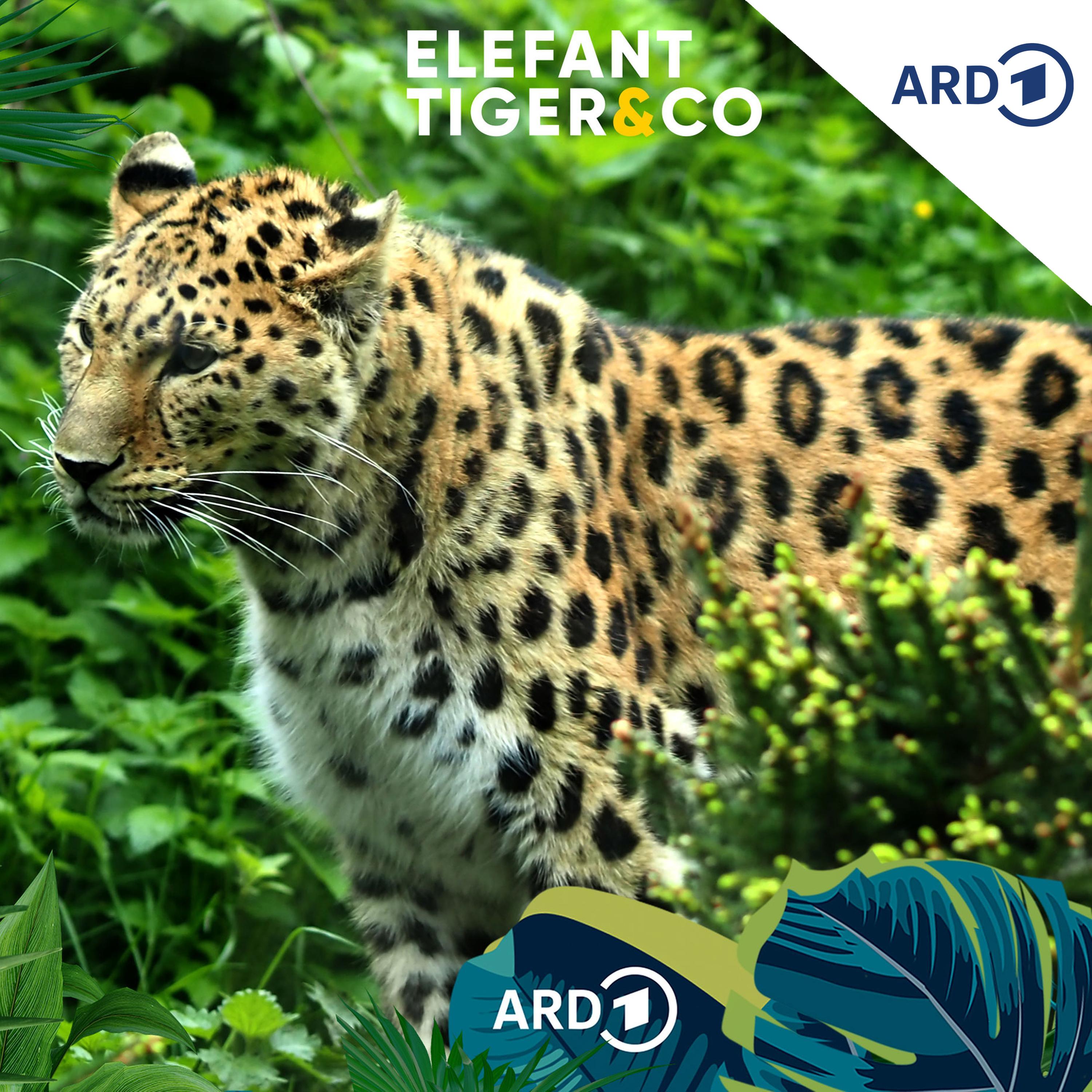 Amurleopard - Romeo im Ruhestand? episode artwork