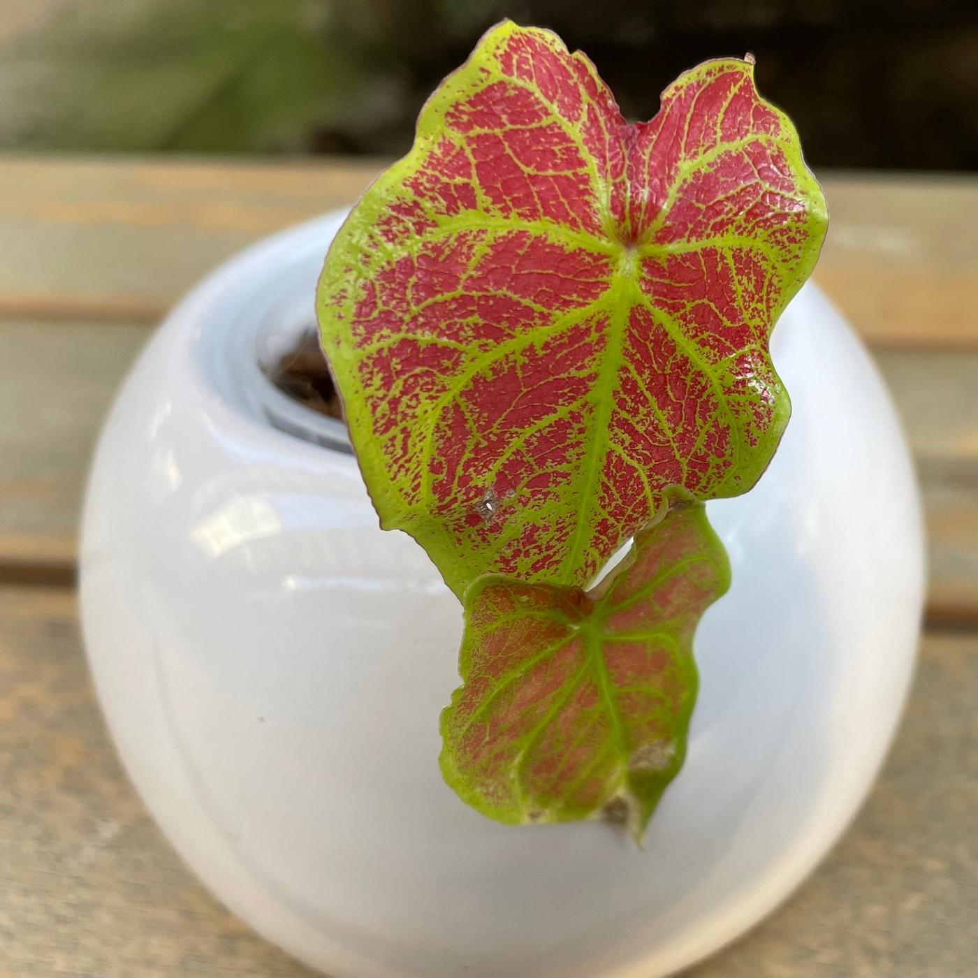 Trendpflanze Caladium: So treibt Buntblatt nach dem Winter wieder aus