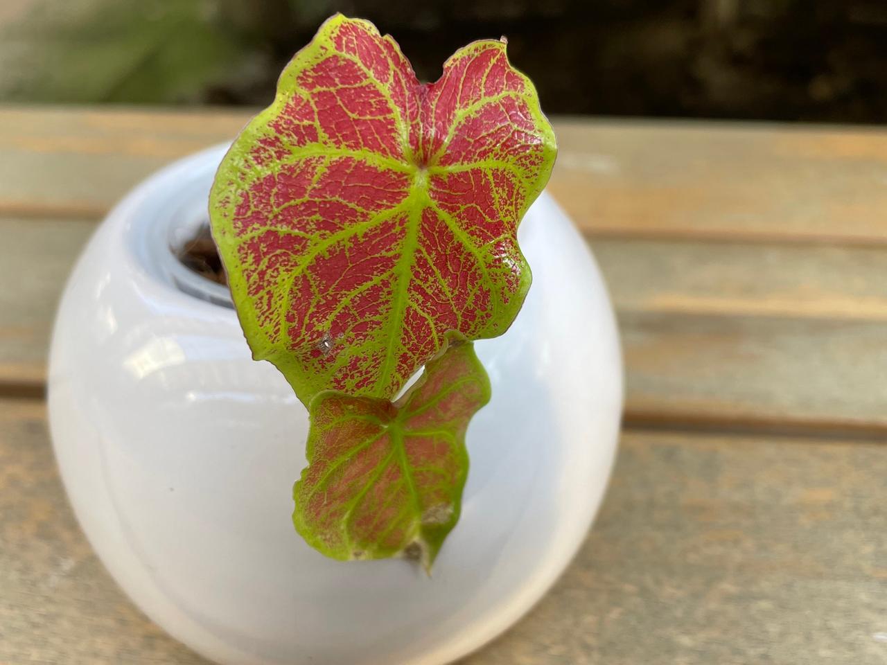 Trendpflanze Caladium: So treibt Buntblatt nach dem Winter wieder aus