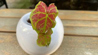 Trendpflanze Caladium: So treibt Buntblatt nach dem Winter wieder aus