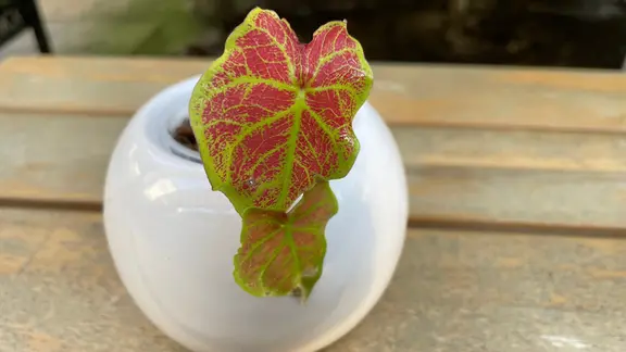 Trendpflanze Caladium: Buntblatt pflegen und berwintern | mdr.de