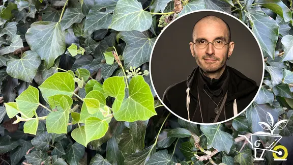 glückskastanie frucht 5er-Set - 