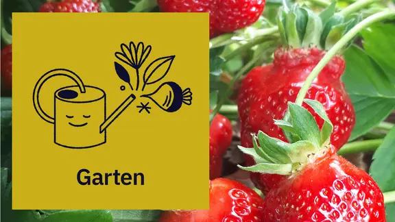 Der MDR Gartenkalender: Gartentipps fr Juni | mdr.de