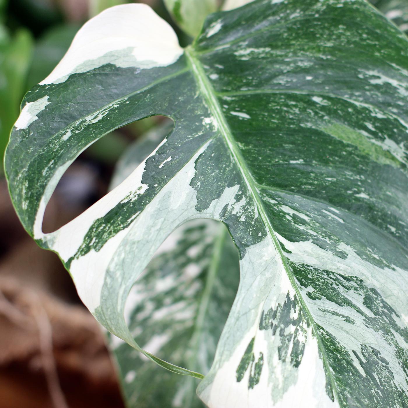 ficus elastica shivereana variegata Ficus Elastica Shivereana Variegata 'Variegated Rubber Plant'  Plant  Studio LLC