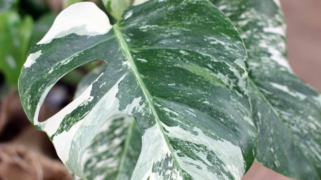 "Rare Plants": So hast du Zimmerpflanzen noch nicht gesehen