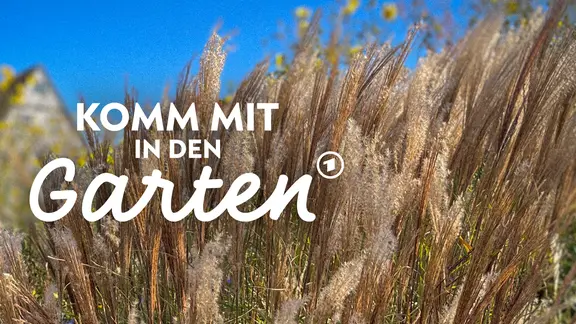 Ziergrser im Garten | mdr.de