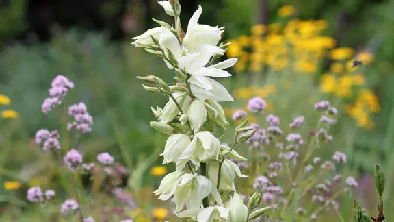 Garten-Yucca: Die Fdige Palmlilie pflanzen, pflegen und schneiden | mdr.de