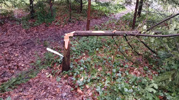 Bäume Kronsberg