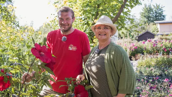 Staudenhibiskus - traumhafte XXL-Blten fr den Sommer | mdr.de