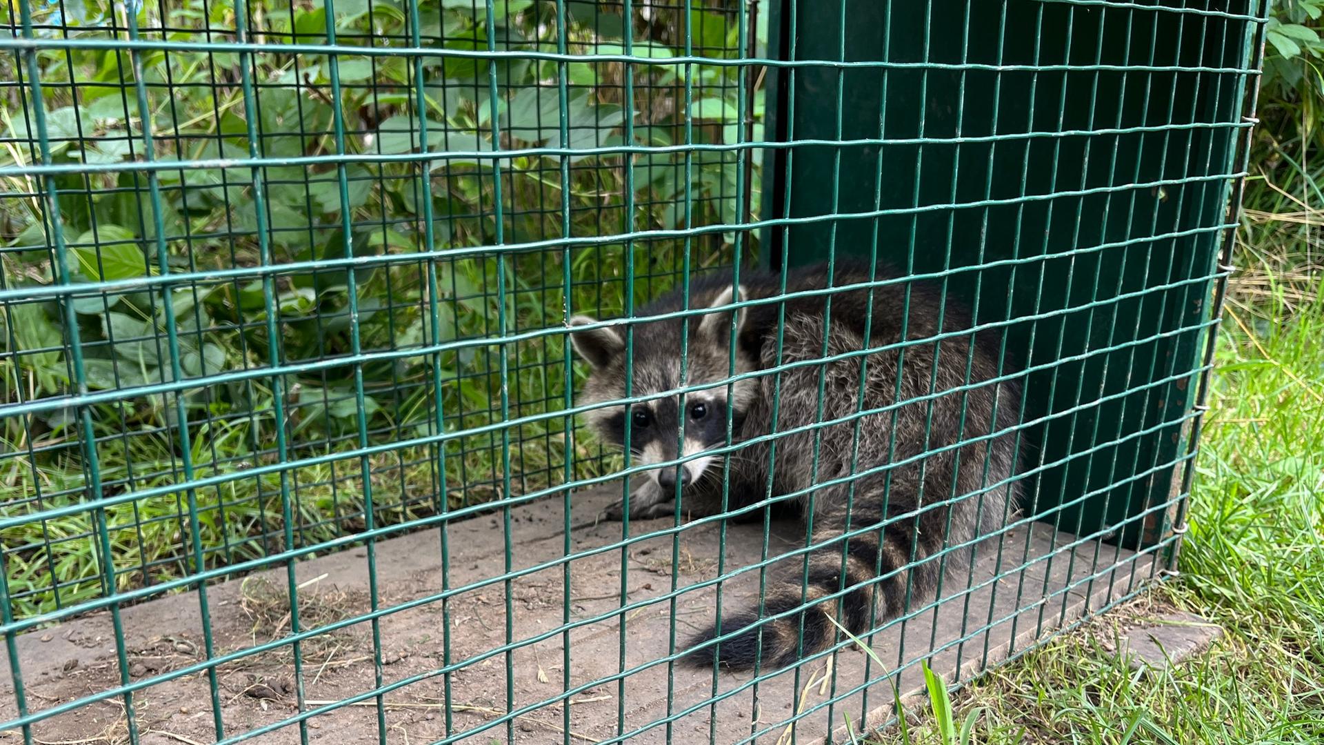 Waschbr im Garten - Was nun? | mdr.de