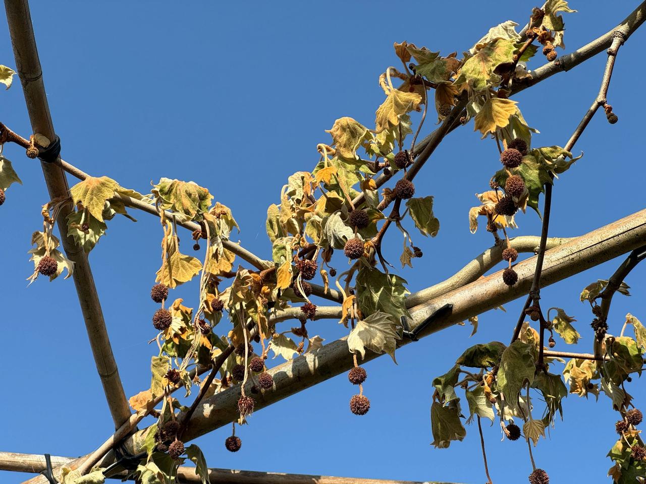 Nach dem Frost: Liebe Grtner, habt Geduld! | mdr.de