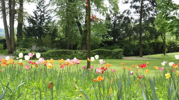 Tulpen pflanzen und zur Bltezeit richtig pflegen | mdr.de