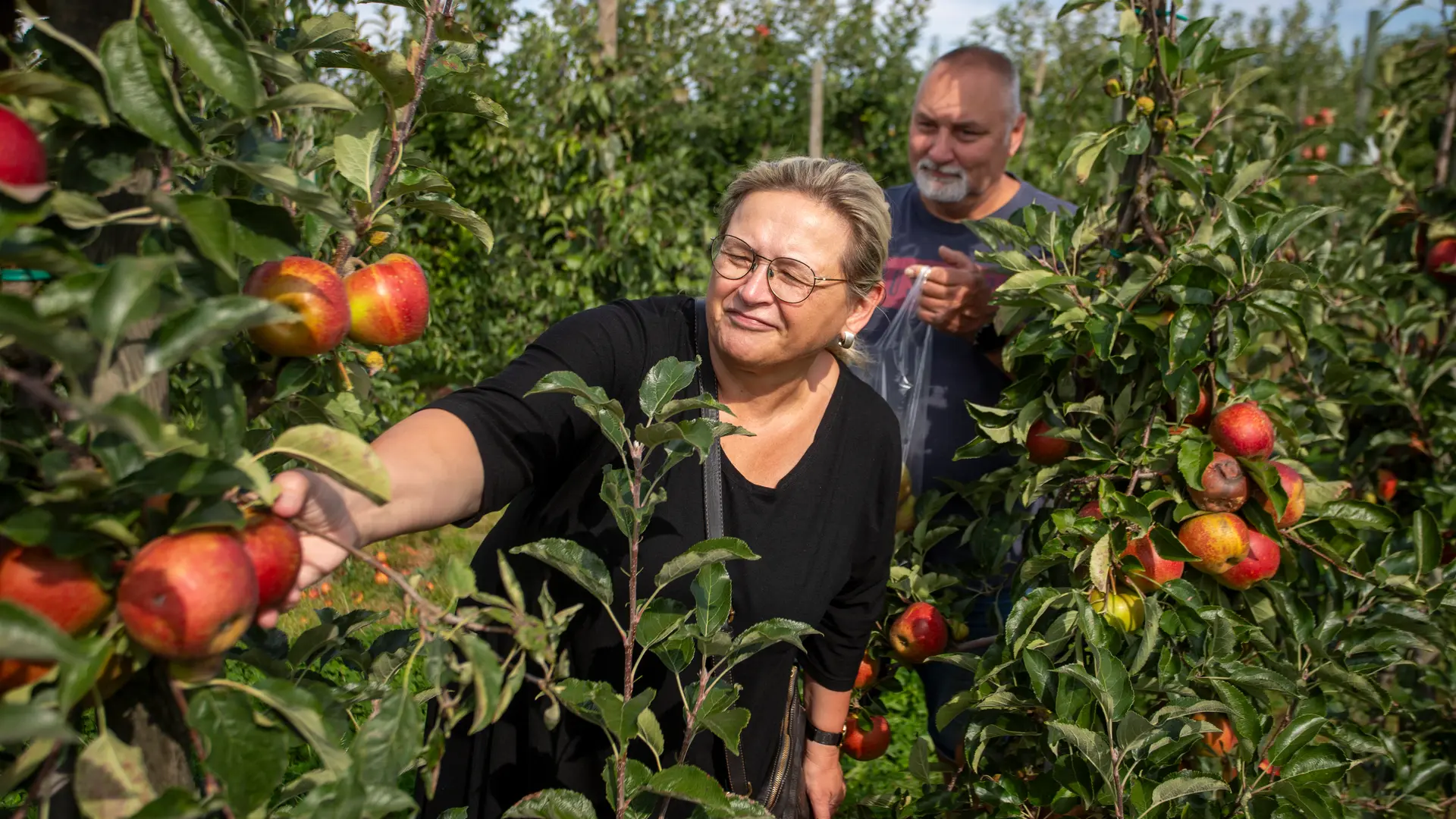 Stippe beim Apfel: Weniger Früchte am Baum, mehr Befall