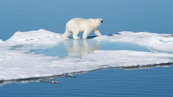 Eisbär läuft auf länglicher Eisscholle mit einer Art Pfütze in der Mitte, auf blauem Wasser