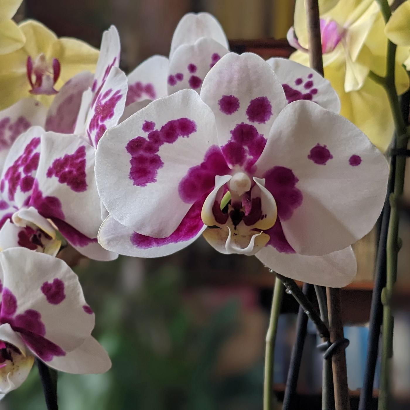 Orchideen richtig gieen, dngen, schneiden und vermehren