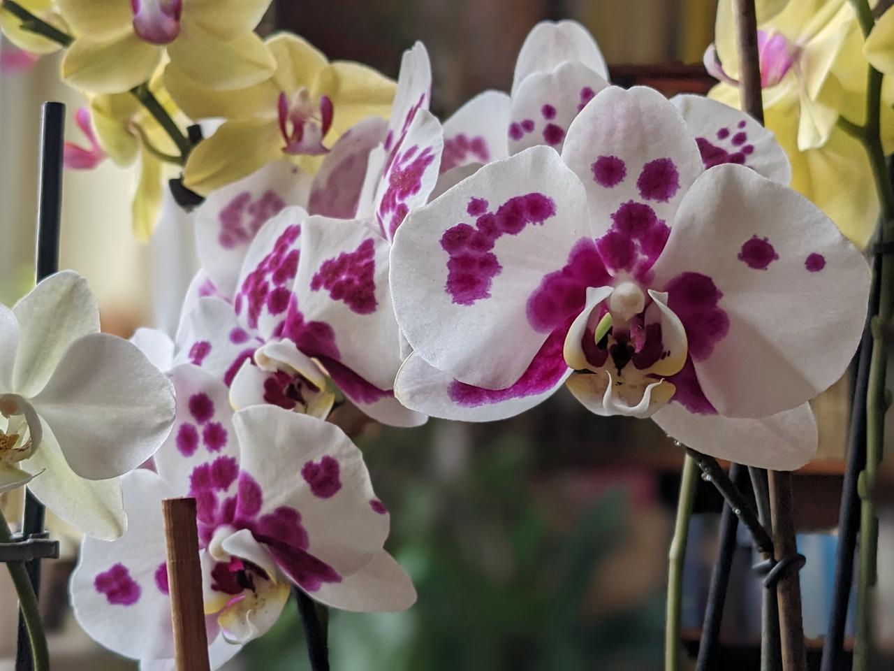 Orchideen richtig gieen, dngen, schneiden und vermehren