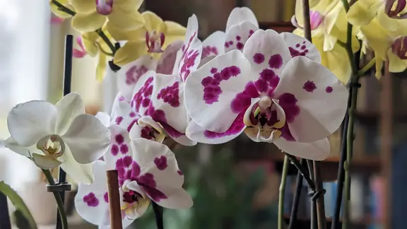 Spezial: Orchideen - Lieblinge im Zimmergarten | mdr.de