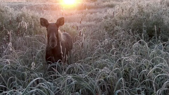 Elch im mit Rauhreif bedeckten Feld in der winterlichen Morgensonne