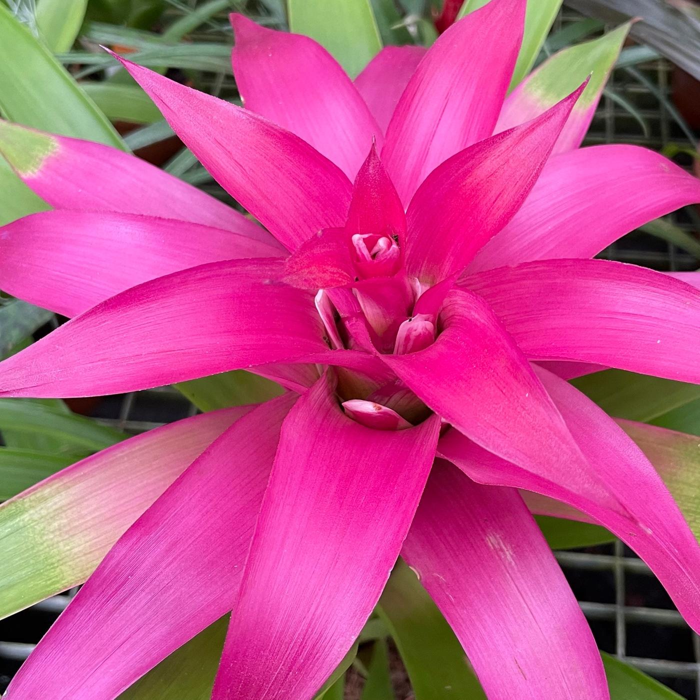 Bromelien: Diese Pflege brauchen die Zimmerpflanzen | mdr.de