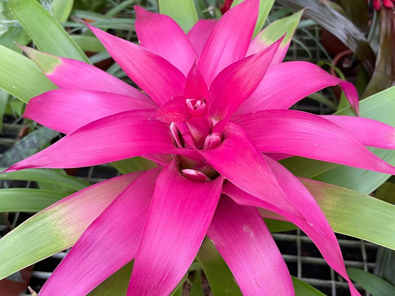 Bromelien: Diese Pflege brauchen die Zimmerpflanzen | mdr.de