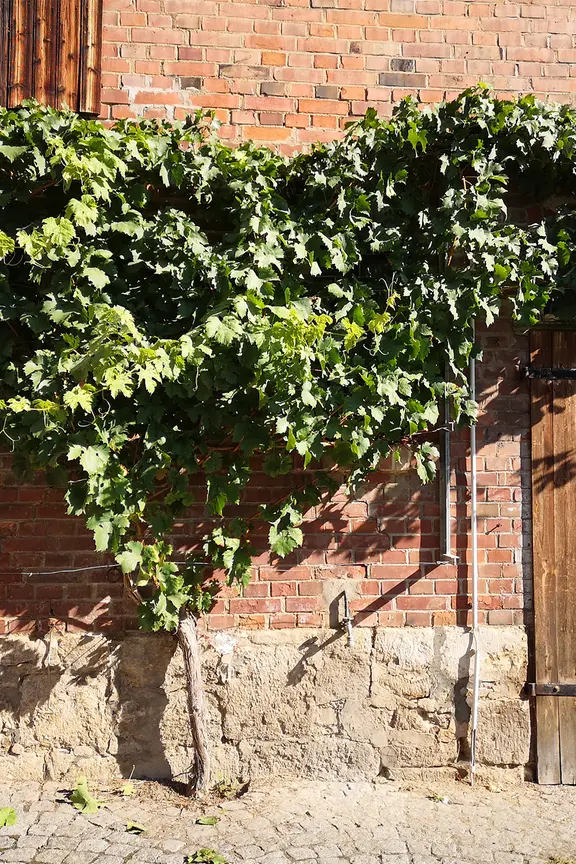 Weintrauben aus dem Garten: Tafeltrauben selbst anbauen | mdr.de