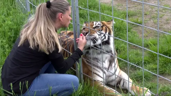 Carmen Zander streichelt einen Tiger. 