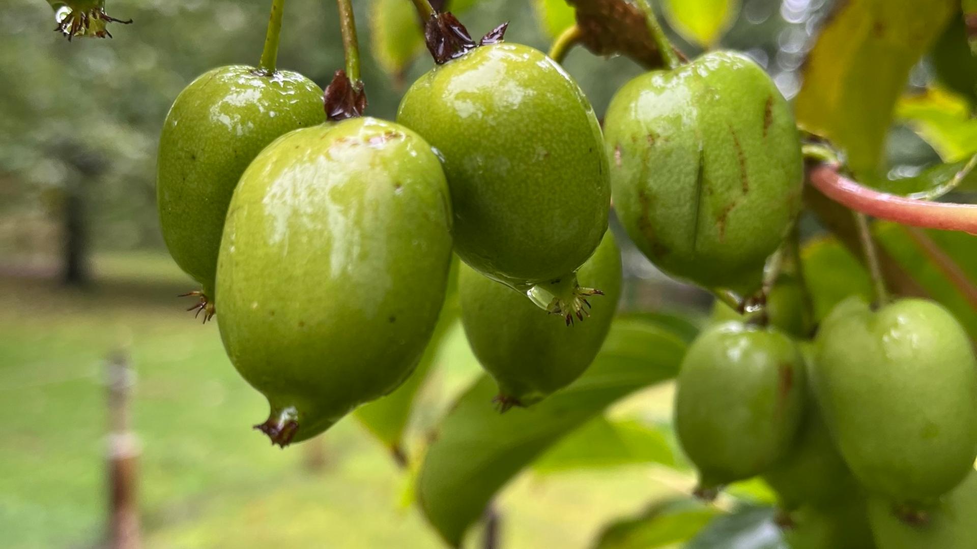 feigenbaum dünger kaufen Feigen Bio-Flüssigdünger – Mehr Ertrag & süßere Früchte main image 0