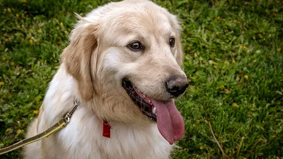 Ein Golden Retriever an einer Hundeleine.