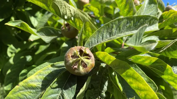 syngonium albo variegata kaufen Syngonium Albo Variegata | Kaufen Sie trendige Pflanzen online