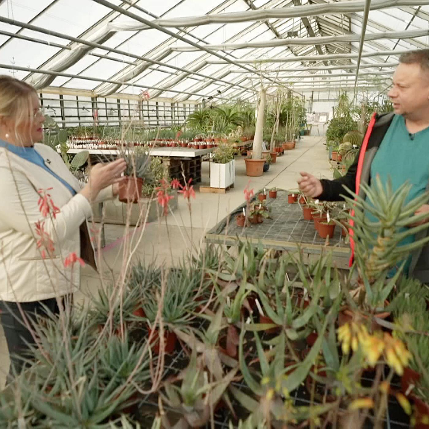 Aloe: Formenvielfalt und filigrane Blten