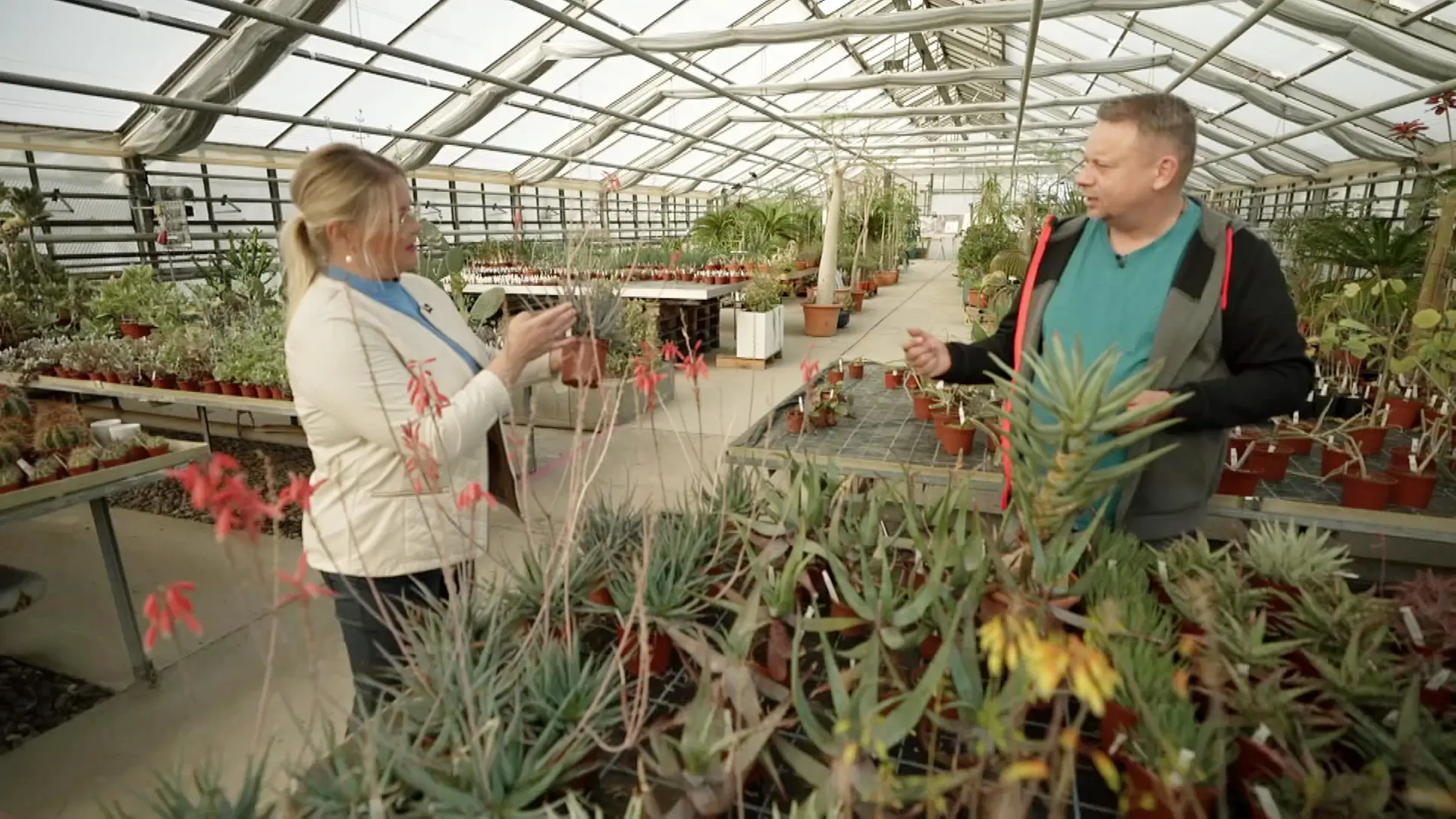 Aloe: Formenvielfalt und filigrane Blten